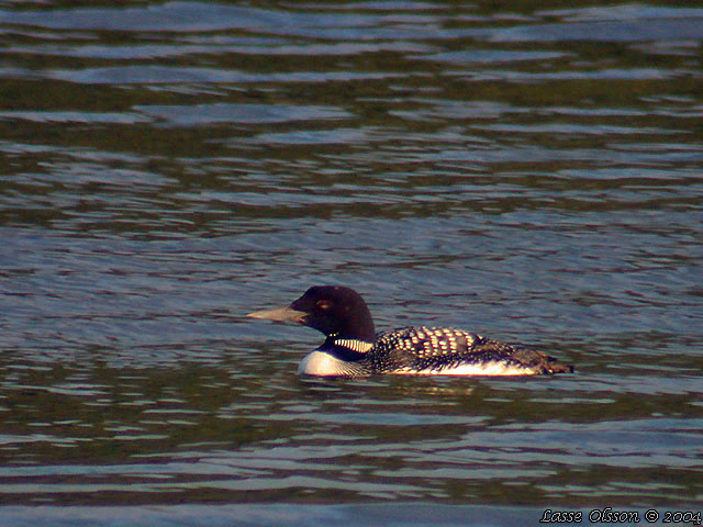 SVARTNBBAD ISLOM / COMMON LOON (Gavia immer)