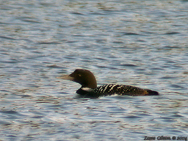 SVARTNBBAD ISLOM / COMMON LOON (Gavia immer)