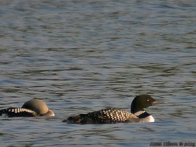 SVARTNBBAD ISLOM / COMMON LOON (Gavia immer)