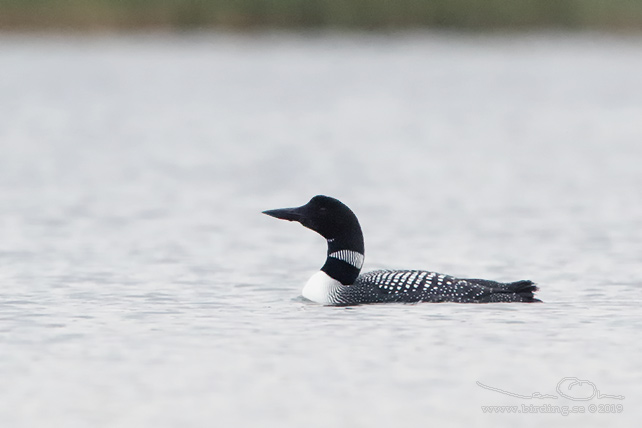 SVARTNÄBBAD ISLOM / COMMON LOON (Gavia immer)