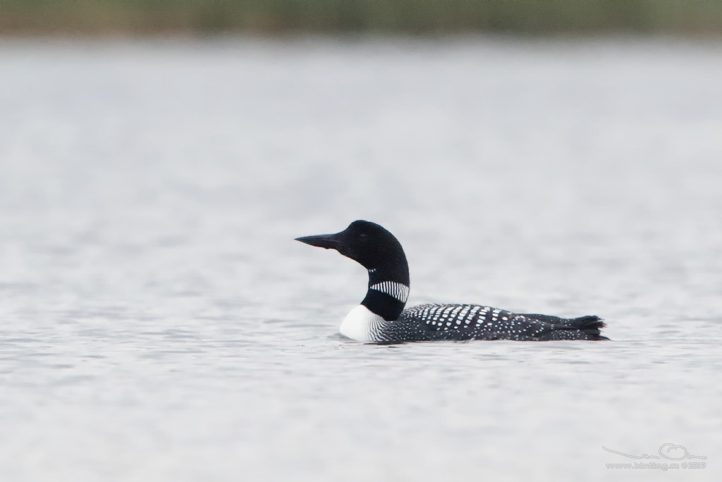 SVARTNBBAD ISLOM / COMMON LOON (Gavia immer) - Stng / Close