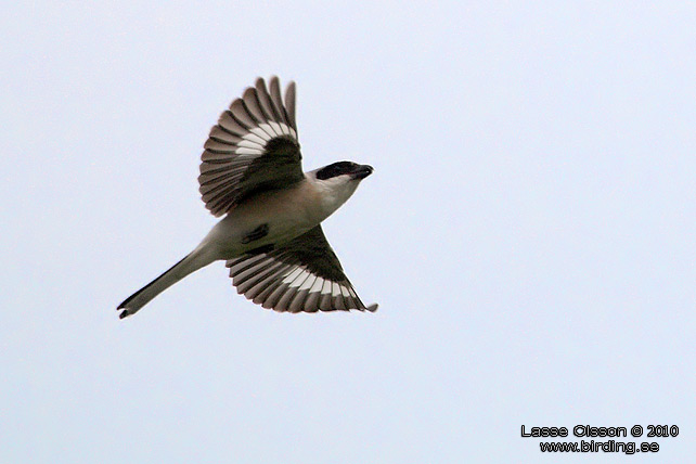 SVARTPANNAD TRNSKATA / LESSER GREY SHRIKE (Lanius minor) - STOR BILD / FULL SIZE