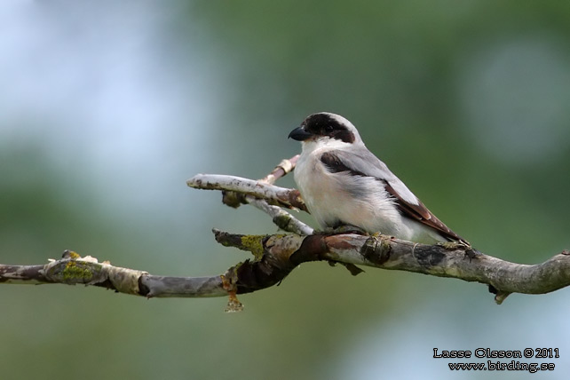 SVARTPANNAD TÖRNSKATA / LESSER GREY SHRIKE (Lanius minor) - STOR BILD / FULL SIZE