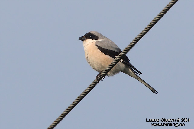 SVARTPANNAD TRNSKATA / LESSER GREY SHRIKE (Lanius minor) - STOR BILD / FULL SIZE