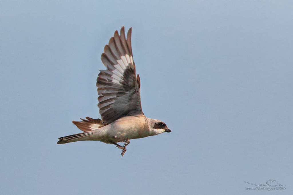 SVARTPANNAD TRNSKATA / LESSER GREY SHRIKE (Lanius minor) - Stng / Close