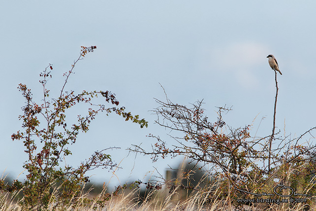 SVARTPANNAD TÖRNSKATA / LESSER GREY SHRIKE (Lanius minor) - STOR BILD / FULL SIZE