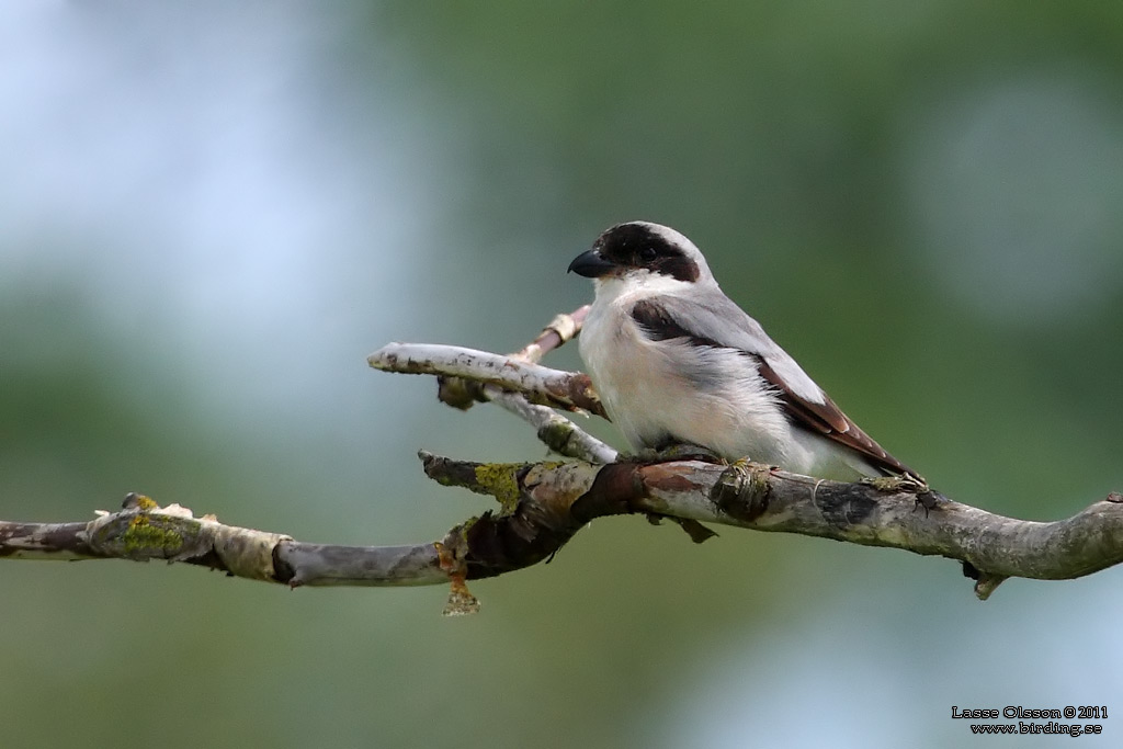 SVARTPANNAD TRNSKATA / LESSER GREY SHRIKE (Lanius minor) - Stng / Close