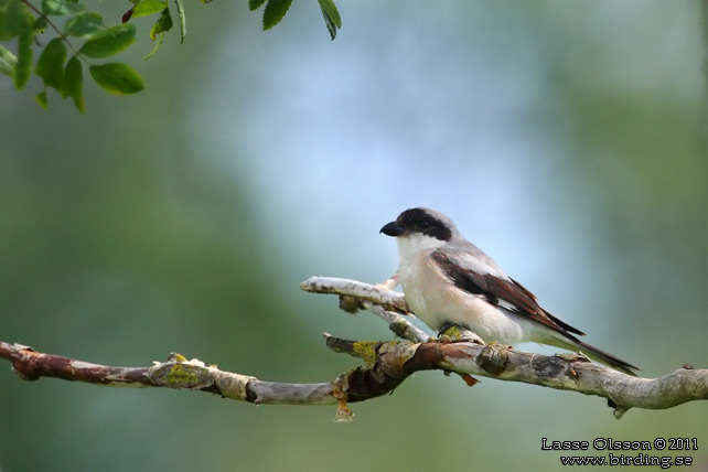 SVARTPANNAD TÖRNSKATA / LESSER GREY SHRIKE (Lanius minor) - STOR BILD / FULL SIZE