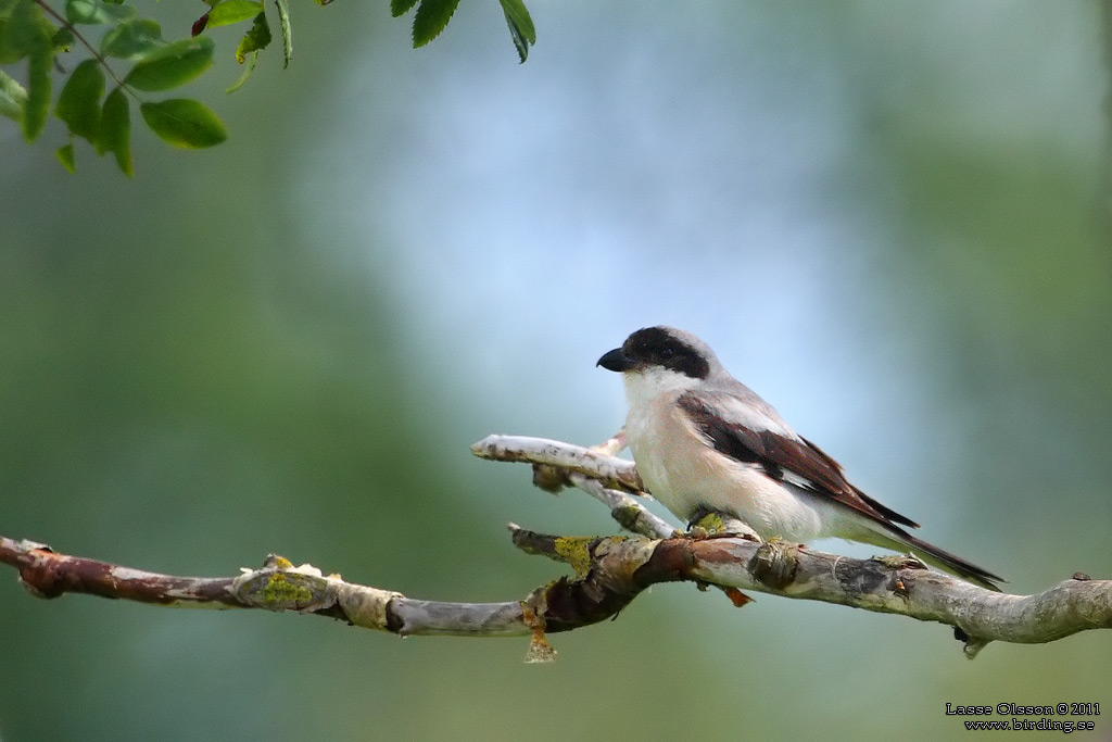 SVARTPANNAD TRNSKATA / LESSER GREY SHRIKE (Lanius minor) - Stng / Close