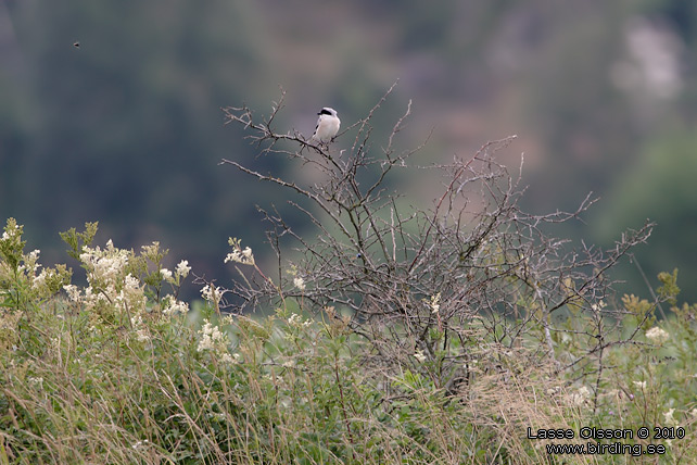 SVARTPANNAD TRNSKATA / LESSER GREY SHRIKE (Lanius minor) - STOR BILD / FULL SIZE