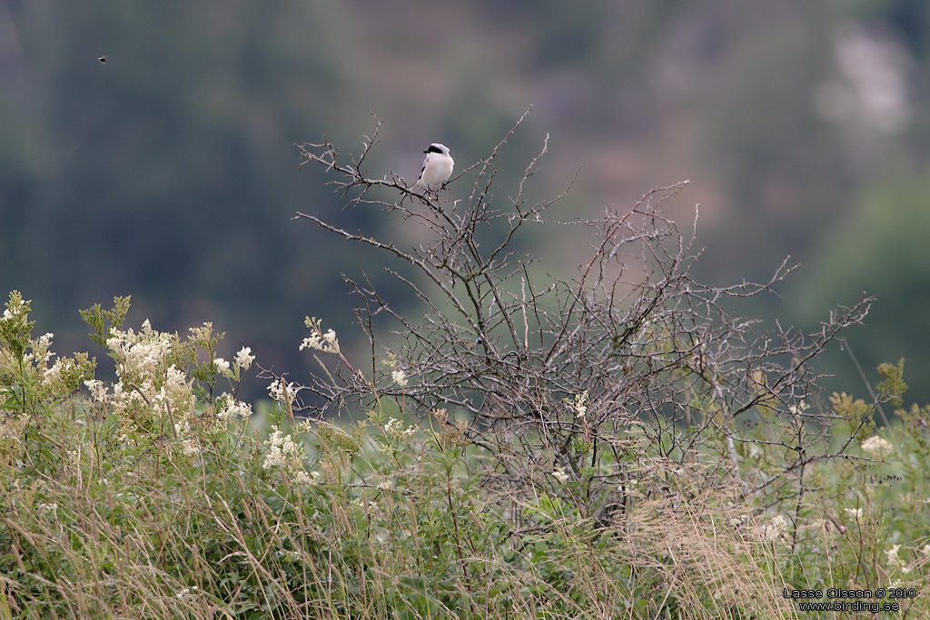 SVARTPANNAD TRNSKATA / LESSER GREY SHRIKE (Lanius minor) - Stng / Close