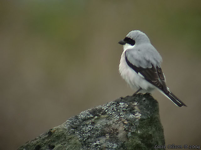 SVARTPANNAD TRNSKATA / LESSER GREY SHRIKE (Lanius minor)