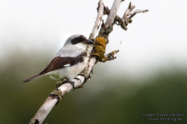 SVARTPANNAD TÖRNSKATA / LESSER GREY SHRIKE (Lanius minor) - STOR BILD / FULL SIZE