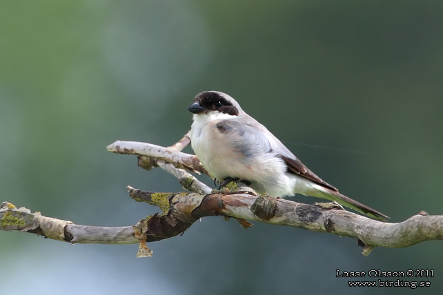 SVARTPANNAD TÖRNSKATA / LESSER GREY SHRIKE (Lanius minor) - STOR BILD / FULL SIZE