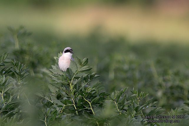 SVARTPANNAD TRNSKATA / LESSER GREY SHRIKE (Lanius minor) - STOR BILD / FULL SIZE