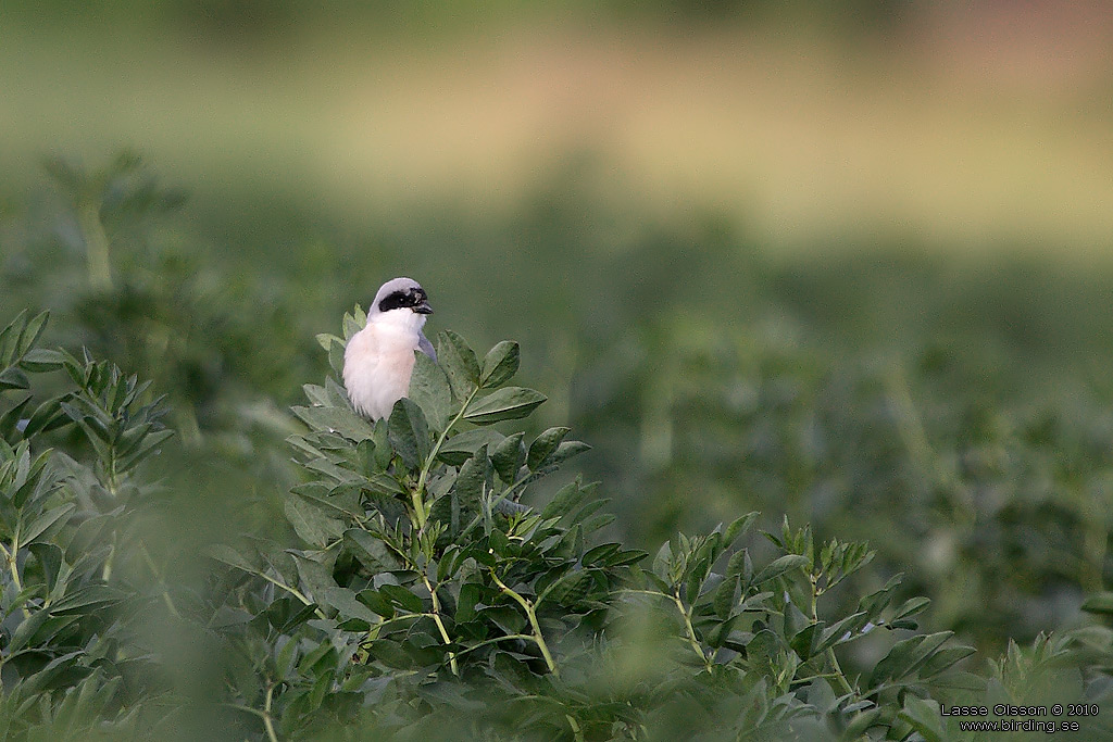 SVARTPANNAD TRNSKATA / LESSER GREY SHRIKE (Lanius minor) - Stng / Close