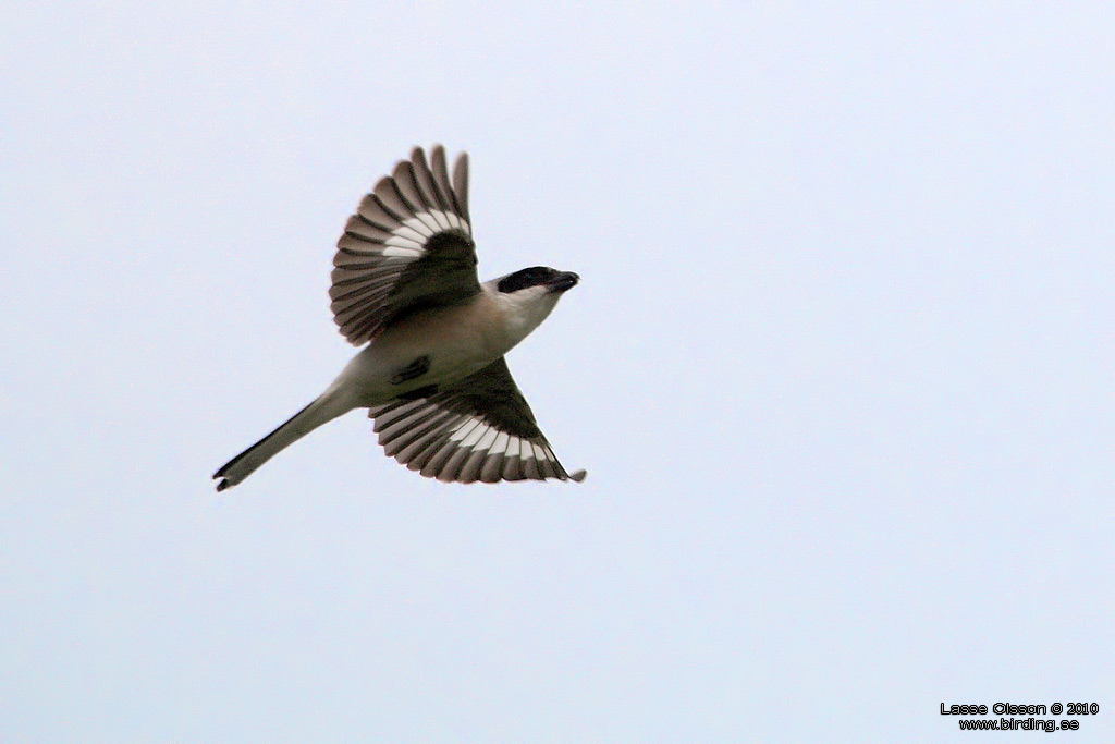 SVARTPANNAD TRNSKATA / LESSER GREY SHRIKE (Lanius minor) - Stng / Close