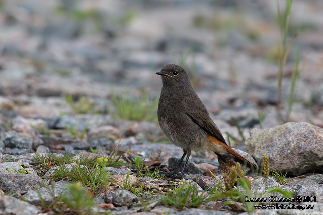 SVART RÖDSTJÄRT / BLACK REDSTART (Phoenicurus ochruros) - stor bild / full size