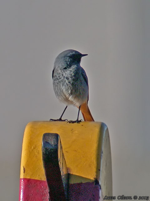 SVART RDSTJRT / BLACK REDSTART (Phoenicurus ochruros)