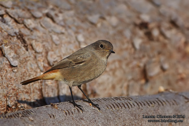 SVART RÖDSTJÄRT / BLACK REDSTART (Phoenicurus ochruros) - stor bild / full size