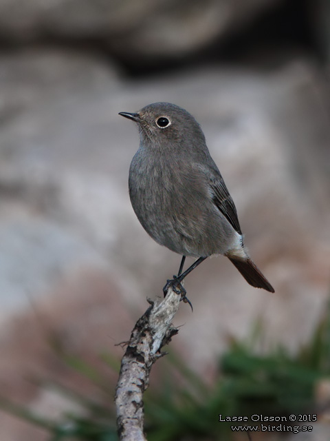 SVART RÖDSTJÄRT / BLACK REDSTART (Phoenicurus ochruros) - stor bild / full size