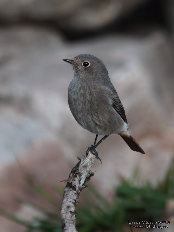 SVART RDSTJRT / BLACK REDSTART (Phoenicurus ochruros) - Stng / Close