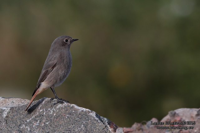 SVART RÖDSTJÄRT / BLACK REDSTART (Phoenicurus ochruros) - stor bild / full size