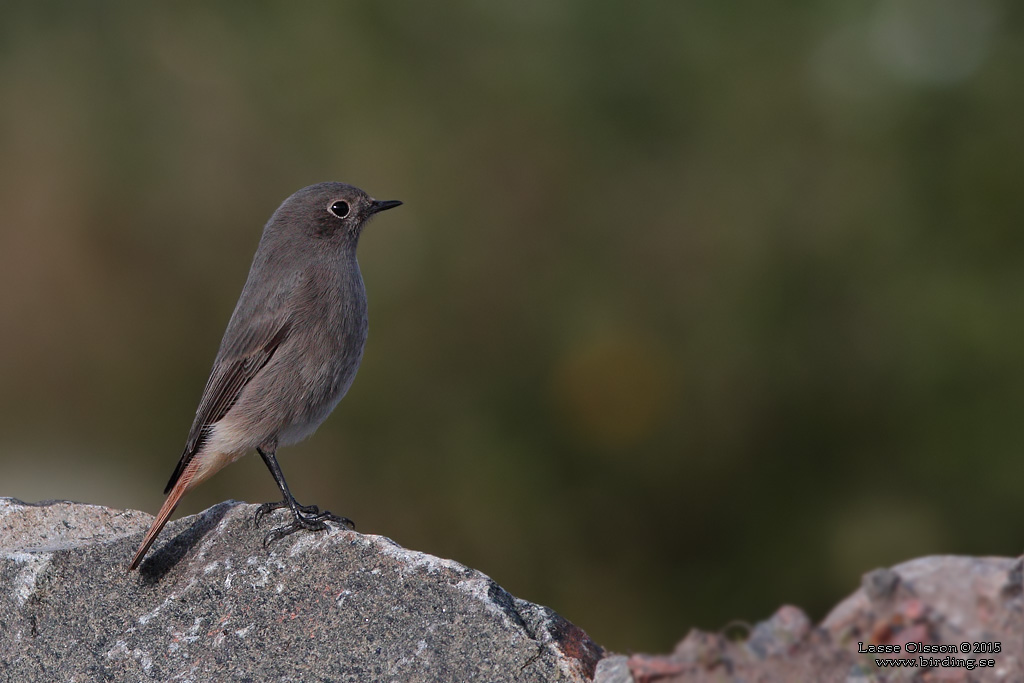 SVART RDSTJRT / BLACK REDSTART (Phoenicurus ochruros) - Stng / Close