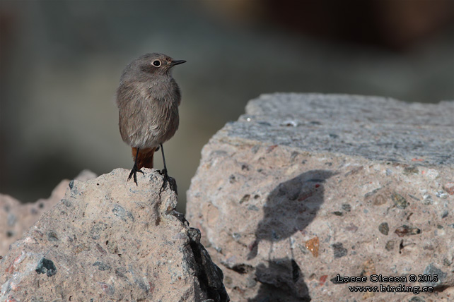 SVART RÖDSTJÄRT / BLACK REDSTART (Phoenicurus ochruros) - stor bild / full size