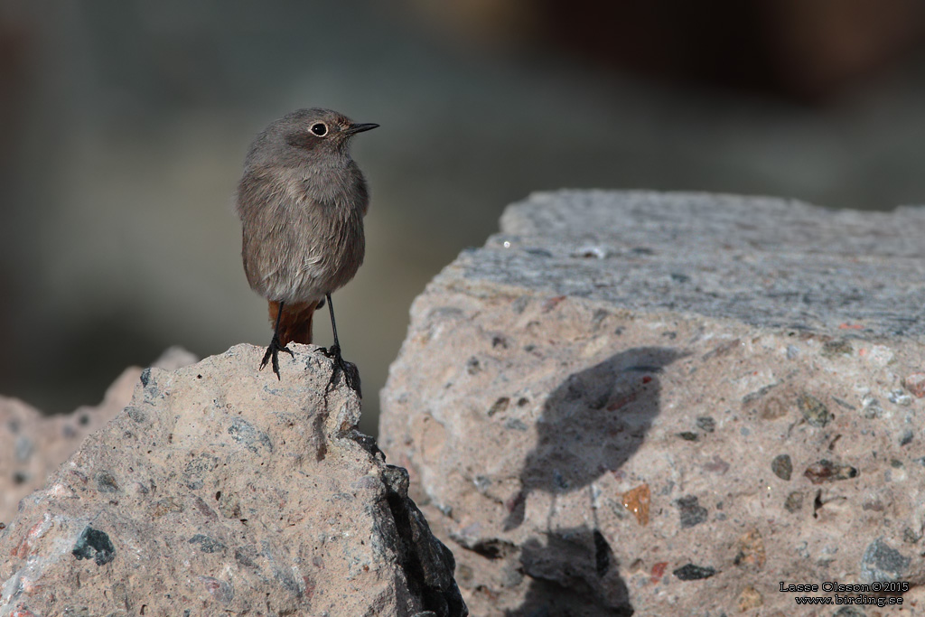 SVART RDSTJRT / BLACK REDSTART (Phoenicurus ochruros) - Stng / Close