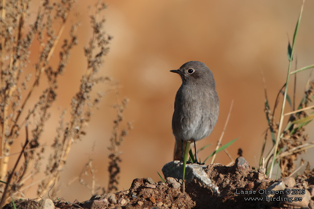 SVART RÖDSTJÄRT / BLACK REDSTART (Phoenicurus ochruros) - stor bild / full size