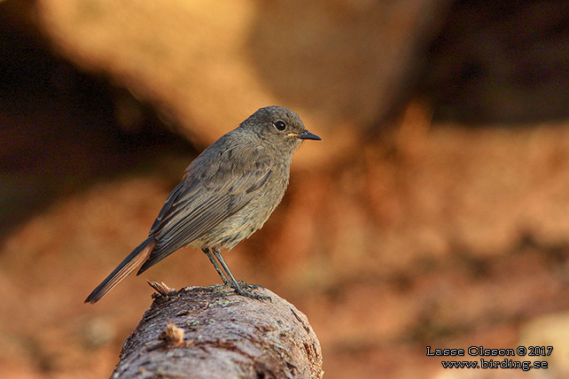 SVART RÖDSTJÄRT / BLACK REDSTART (Phoenicurus ochruros) - stor bild / full size