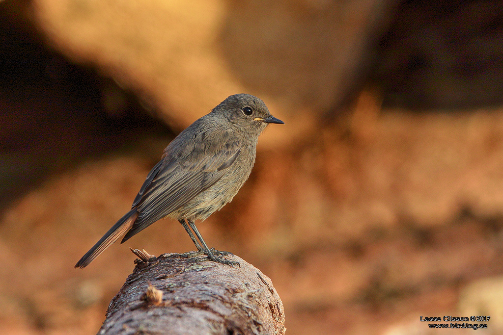 SVART RDSTJRT / BLACK REDSTART (Phoenicurus ochruros) - Stng / Close