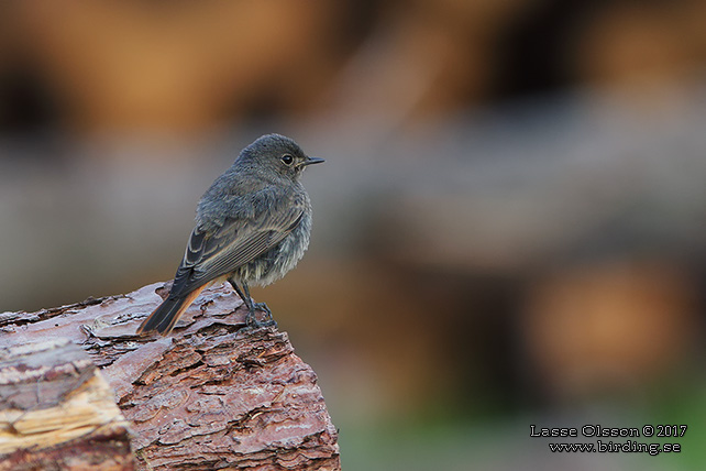 SVART RÖDSTJÄRT / BLACK REDSTART (Phoenicurus ochruros) - stor bild / full size