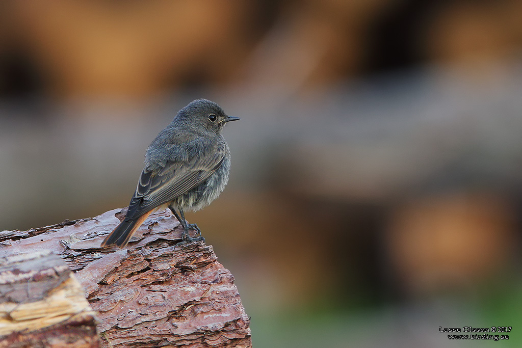 SVART RDSTJRT / BLACK REDSTART (Phoenicurus ochruros) - Stng / Close