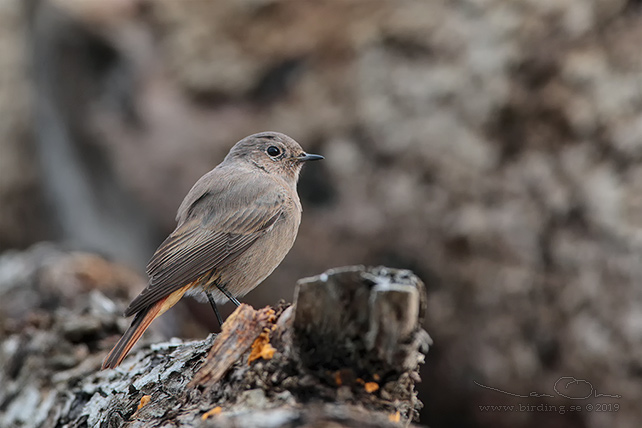 SVART RÖDSTJÄRT / BLACK REDSTART (Phoenicurus ochruros) - stor bild / full size