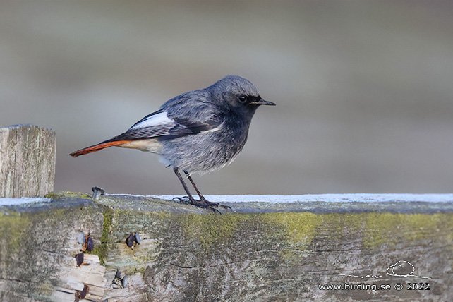 SVART RÖDSTJÄRT / BLACK REDSTART (Phoenicurus ochruros) - stor bild / full size