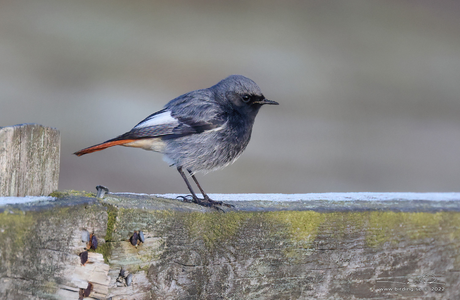 SVART RDSTJRT / BLACK REDSTART (Phoenicurus ochruros) - Stng / Close