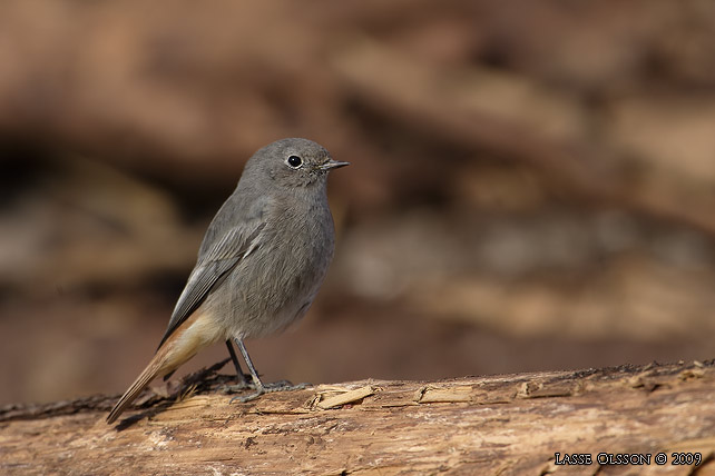 SVART RDSTJRT / BLACK REDSTART (Phoenicurus ochruros) - stor bild / full size