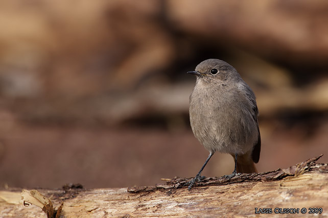 SVART RDSTJRT / BLACK REDSTART (Phoenicurus ochruros) - stor bild / full size