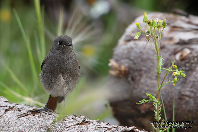 SVART RÖDSTJÄRT / BLACK REDSTART (Phoenicurus ochruros) - stor bild / full size