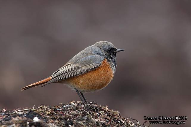 SVART RÖDSTJÄRT / BLACK REDSTART (Phoenicurus ochruros) - stor bild / full size