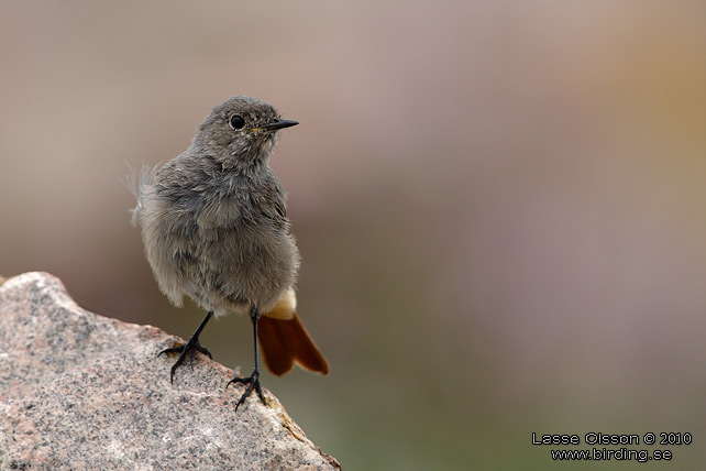 SVART RDSTJRT / BLACK REDSTART (Phoenicurus ochruros) - stor bild / full size