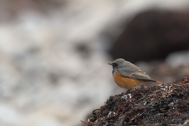 SVART RÖDSTJÄRT / BLACK REDSTART (Phoenicurus ochruros) - stor bild / full size