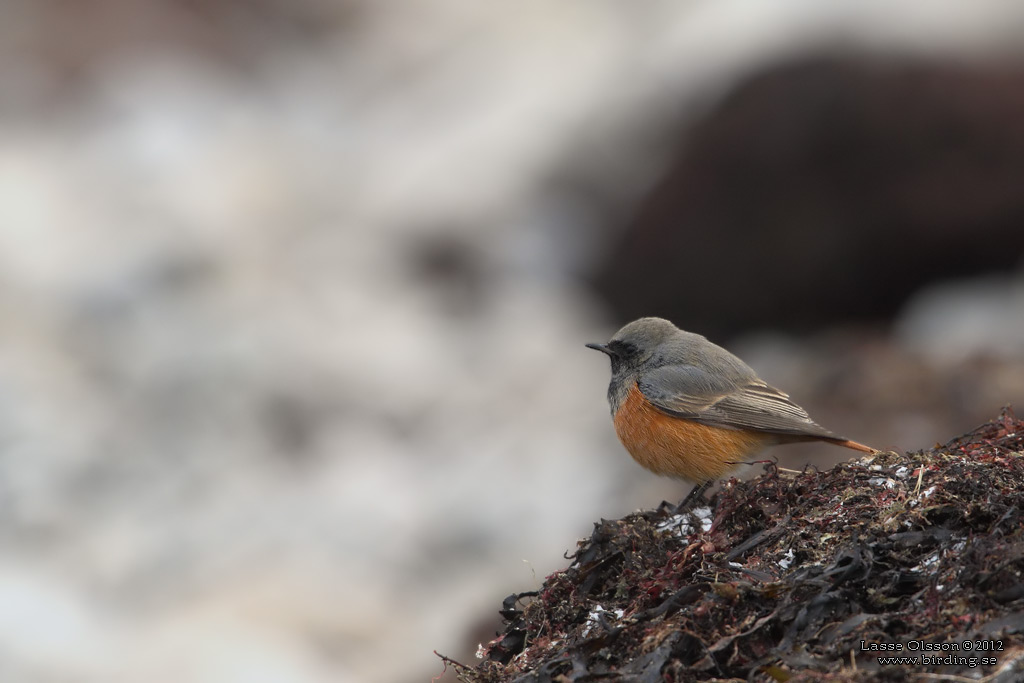 SVART RÖDSTJÄRT / BLACK REDSTART (Phoenicurus ochruros) - Stäng / Close