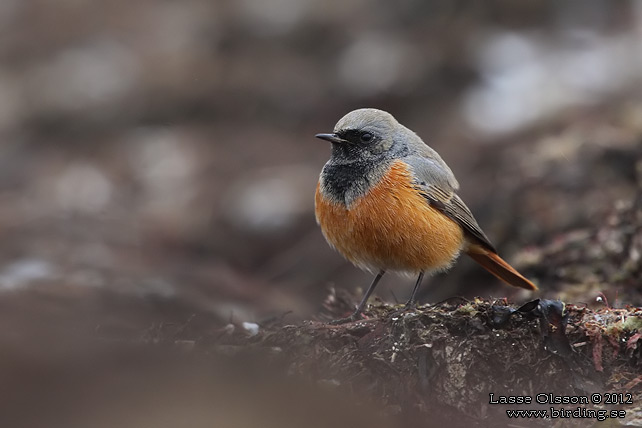 SVART RÖDSTJÄRT / BLACK REDSTART (Phoenicurus ochruros) - stor bild / full size