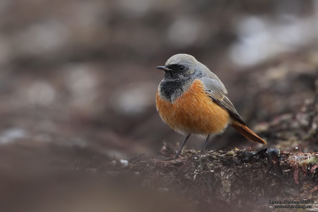 SVART RÖDSTJÄRT / BLACK REDSTART (Phoenicurus ochruros) - Stäng / Close