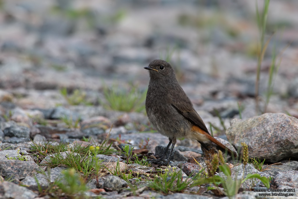 SVART RÖDSTJÄRT / BLACK REDSTART (Phoenicurus ochruros) - Stäng / Close