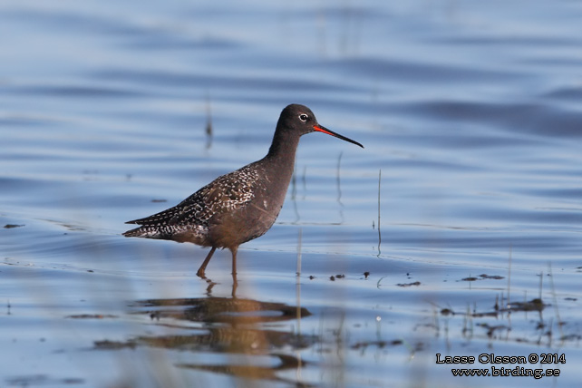 SVARTSNÄPPA / SPOTTED REDSHANK (Tringa erythropus) - STOR BILD / FULL SIZE