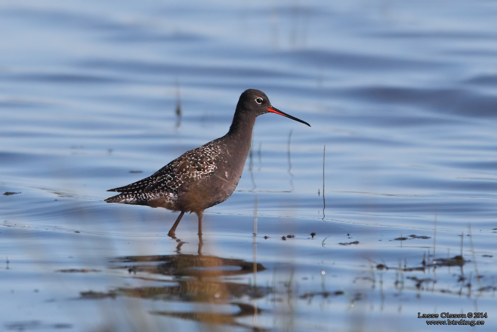 SVARTSNPPA / SPOTTED REDSHANK (Tringa erythropus) - Stng / Close